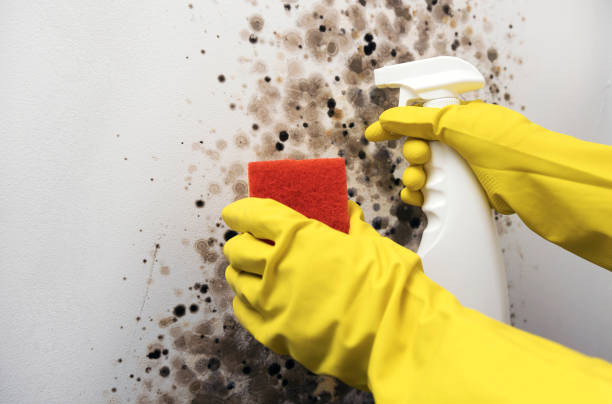 Best Office Mold Removal Services  in USA